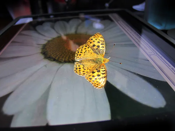 コンピューター画面の白い花の上に腰掛けてオレンジ色の蝶 — ストック写真