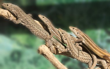 Row lizards sunning itself on a branch clipart