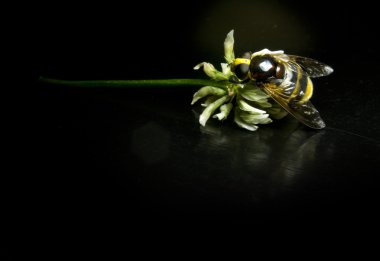 Large wasp on a flower with black background clipart