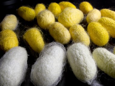 Silkworm cocoons of many colors in the foreground clipart