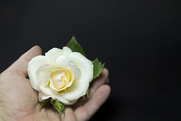 Bílá růže na lidské ruky — Stock fotografie