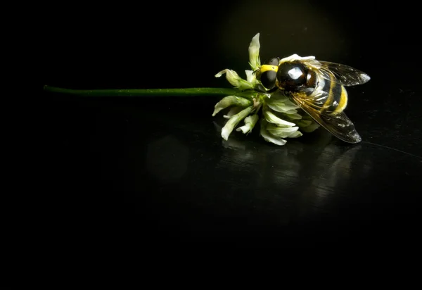 Large wasp on a flower with black background — Stock Photo, Image