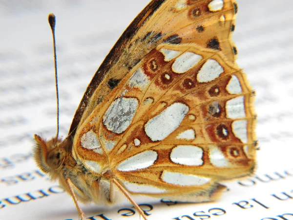 Orange and silver butterfly on a newspape — Stock Photo, Image