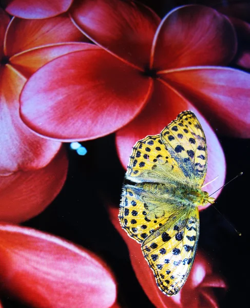 Oranje vlinder zat op de rode bloem van een computerscherm — Stockfoto