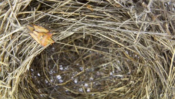 Leeres Nest mit einem Insekt beim Gehen — Stockfoto