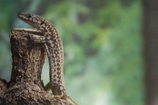 Funny lizard posture of waiting in a bar — Stock Photo, Image