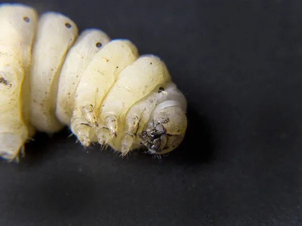 Silkworm at Start of becoming a chrysalis — Stock Photo, Image