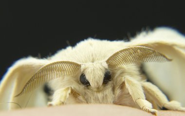 Silkworm moths on their cocoons clipart