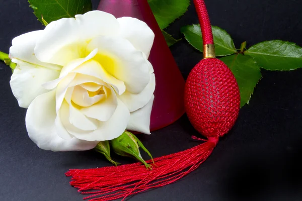 A white rose and red spray — Stock fotografie