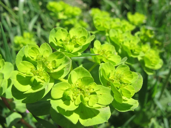 Wilde groene plant — Stockfoto