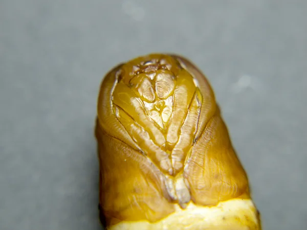 蛹の頭のマクロ — ストック写真