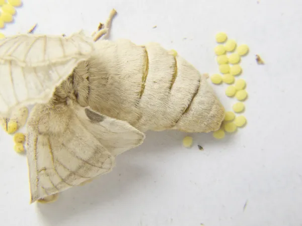Silkworm moth laying eggs — Stock Photo, Image