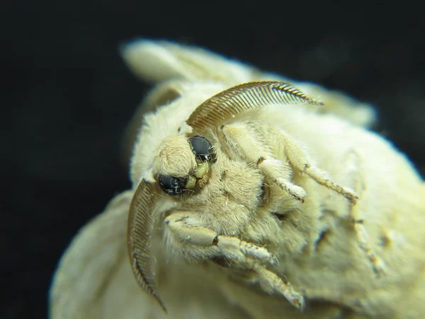 Parte inferior de una polilla de gusano de seda — Foto de Stock