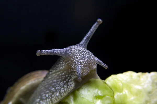 stock image The face of a snail on a lettuce leaf