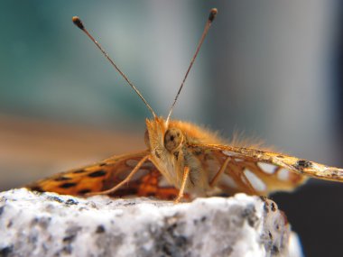 ön planda bir taş üzerinde küçük bir portakal ve gümüş kelebek