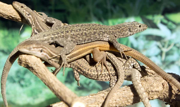 Group lizards sunning itself on a branch — Stock Photo, Image