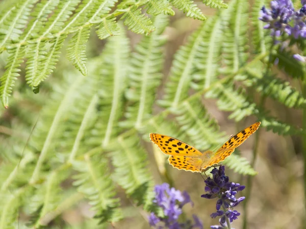 Oranje vlinder zat op groene bloemen in het veld — Stockfoto