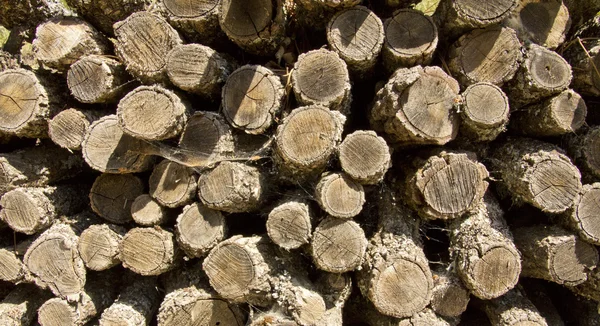 Pile de grumes coupées pour le bois de chauffage — Photo