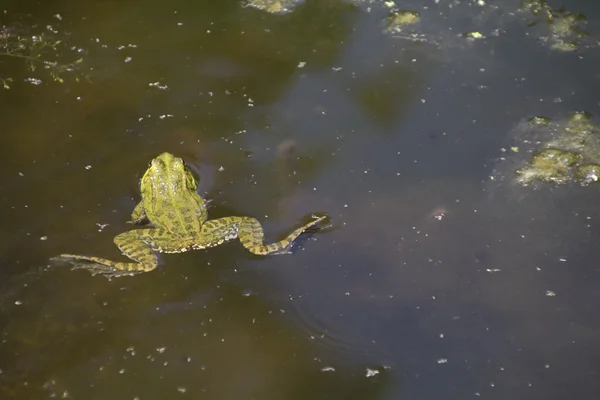 Yeşil yaprakları ile dolu zevk gölet kurbağa — Stok fotoğraf