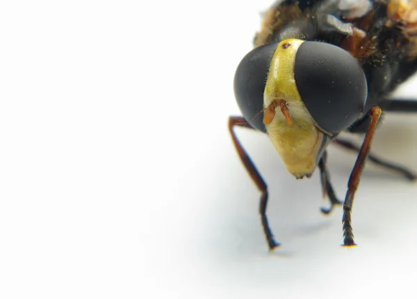 白い背景の上のハチの頭のマクロ — ストック写真