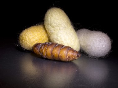 Three chrysalis silkworm cocoons and black background clipart