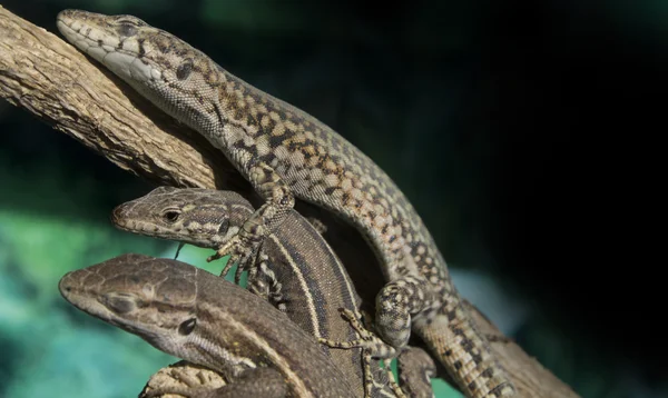 Lizards on each other sleeping together on a branch — Stock Photo, Image