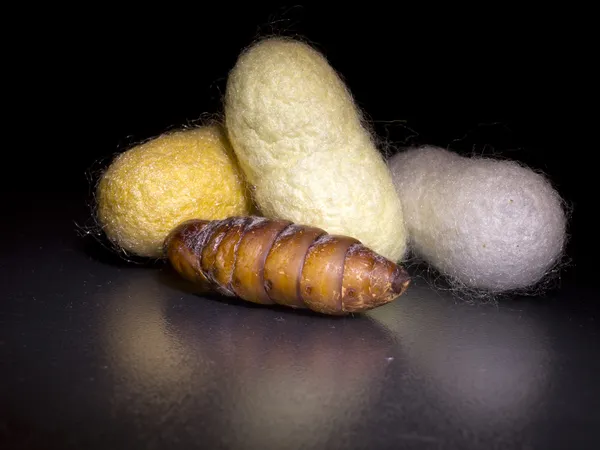 Tres capullos de gusano de seda crisálida y fondo negro — Foto de Stock
