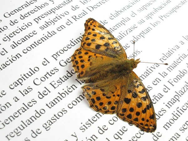 Een kleine oranje butterfly ' and ' zilver op een boek met uitgestrekte — Stockfoto