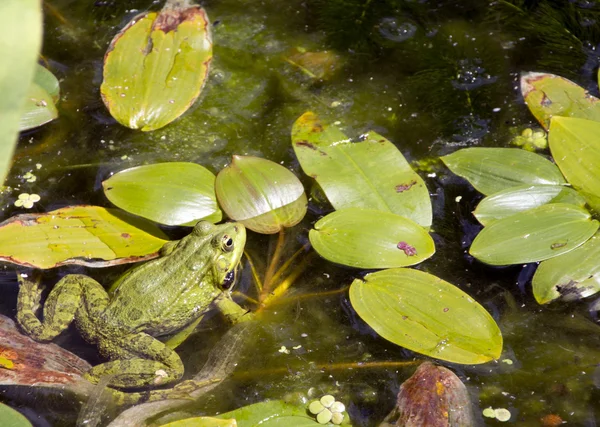 Лягушки в пруду наслаждаются зелеными листьями — стоковое фото