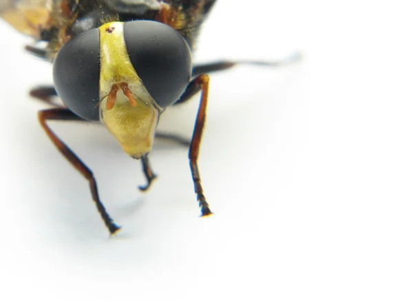 白い背景の上のハチの頭のマクロ — ストック写真