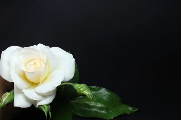 Белая роза на черном фоне — стоковое фото