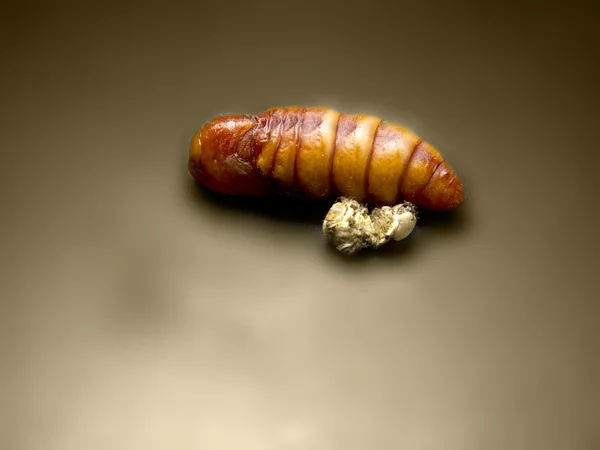 Inside a cocoon of silkworm — Stock Photo, Image