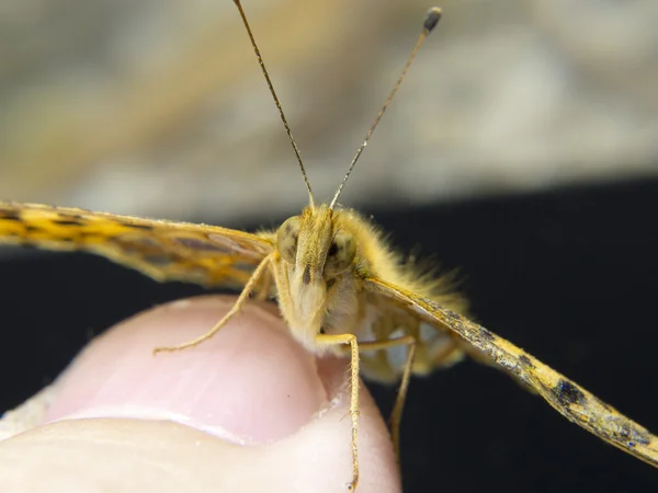Vorderseite eines kleinen orangefarbenen und silbernen Schmetterlings am Finger — Stockfoto
