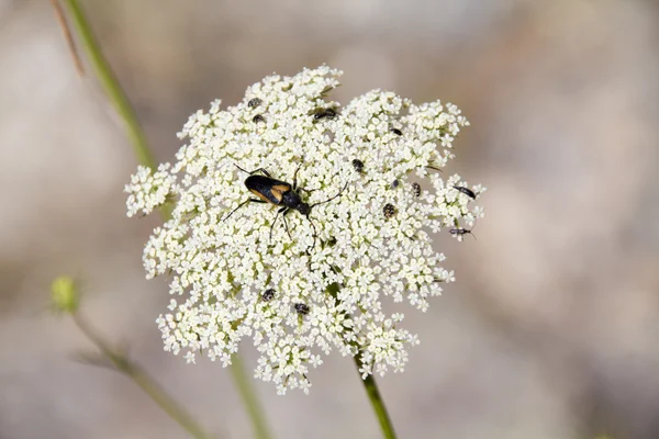 Insect lopen op een mooie grote witte bloem in het veld — Stockfoto