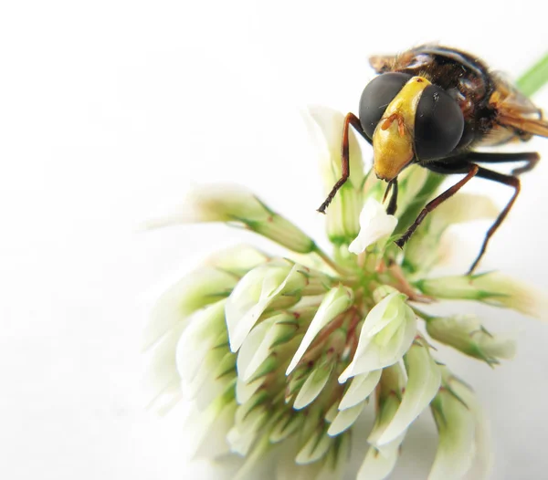 Makro des Kopfes einer Wespe auf einer Blume — Stockfoto