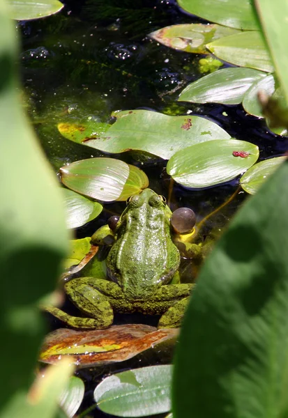 Croaking sammakko valtavia taskuja sivuilla suun — kuvapankkivalokuva