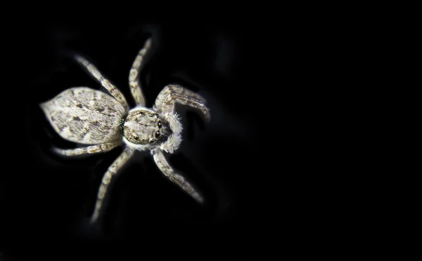 En vit spindel på en svart bakgrund — Stockfoto