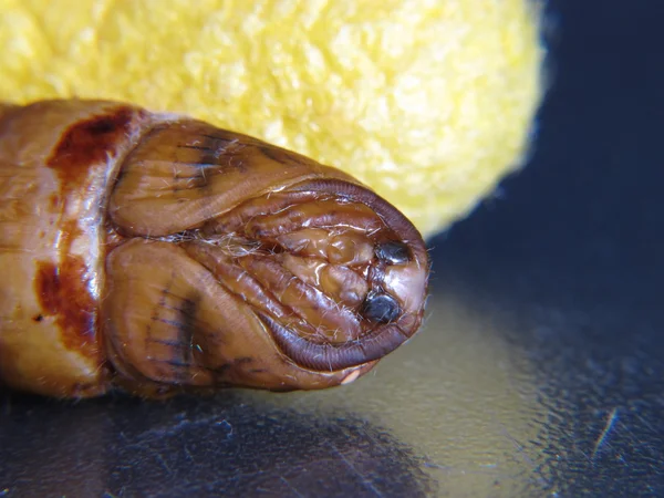 Capullo de gusano de seda crisálida — Foto de Stock