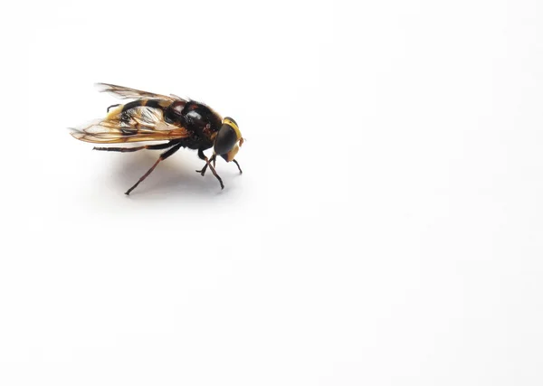 Güzel ve parlak beyaz bir arka plan üzerinde arı — Stok fotoğraf