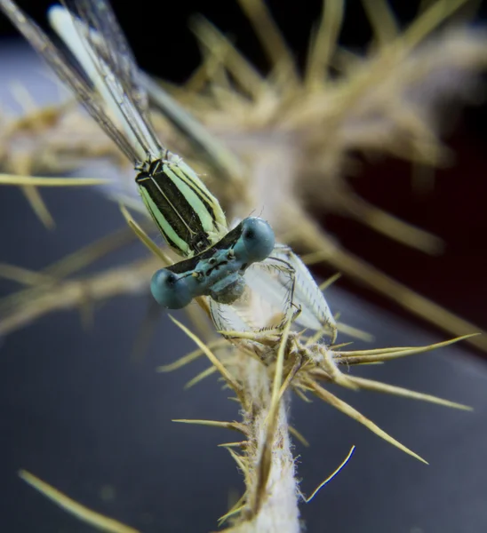 Cabeza de libélula en un palo — Foto de Stock