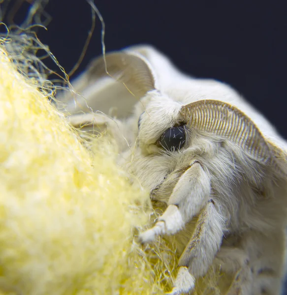 Silkworm moths on their cocoons — Stock Photo, Image