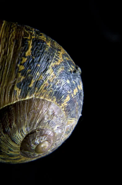 Shell of a snail — Stock Photo, Image