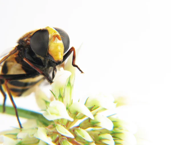 Macro of the head of a wasp on a flower — Stock Photo, Image