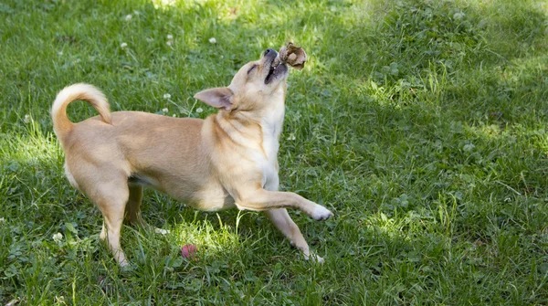 Chihuahua brincando alegremente no gramado de um parque — Fotografia de Stock