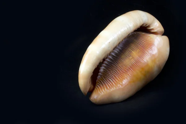 Conch of beautiful shapes and colors on black background — Stock Photo, Image