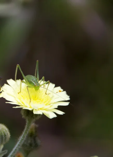 Yellow flower with a grasshopper — Stock Photo, Image