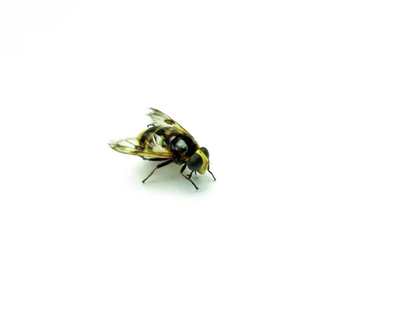 Schöne und helle Wespe auf weißem Hintergrund — Stockfoto
