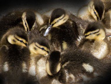 Eight newborn ducklings closely together clipart