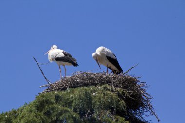 Storks nest in the tree clipart