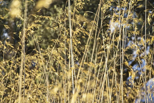 Giallo paglierino selvatico e secco durante l'estate — Foto Stock